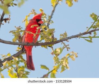 15,090 Bird Limb Images, Stock Photos & Vectors | Shutterstock