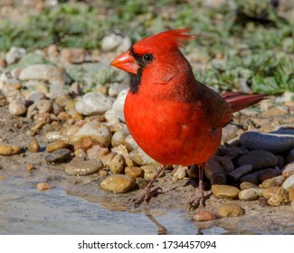 Male Northern Cardinal at water's edge in South Texas