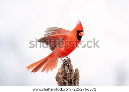 Male northern cardinal with wings spread during takeoff.