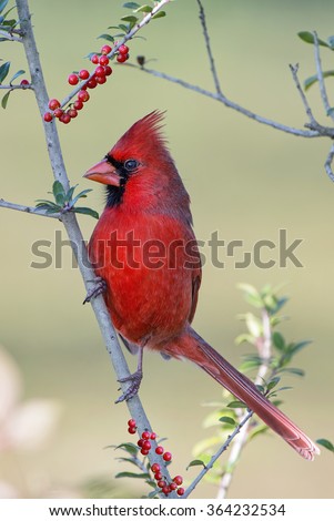 Male Northern Cardinal in Yaupon Holly Tree
