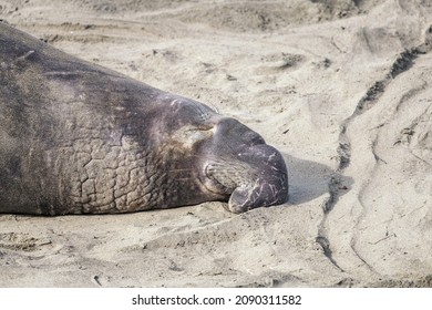 A male Northern Elephant Seal (Mirounga angustirostris) basks in the sun at the Piedras Blancas Rookery in San Simeon, CA.