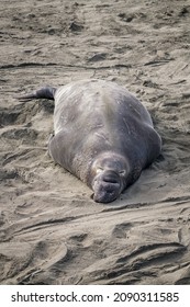 A male Northern Elephant Seal (Mirounga angustirostris) bask in the sun at the Piedras Blancas Rookery in San Simeon, CA.