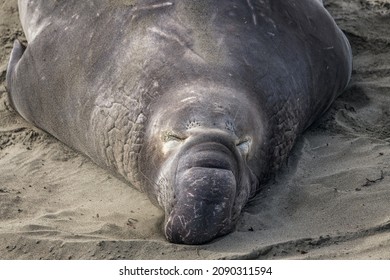 A male Northern Elephant Seal (Mirounga angustirostris) bask in the sun at the Piedras Blancas Rookery in San Simeon, CA.