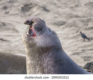 A male Northern Elephant Seal (Mirounga angustirostris) barks in at the Piedras Blancas Rookery in San Simeon, CA.