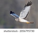 Male Northern Harrier Hawk aka Gray Ghost