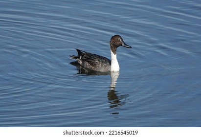 A Male Northern Pintail Duck Swimming In A Lake In Essex, UK.