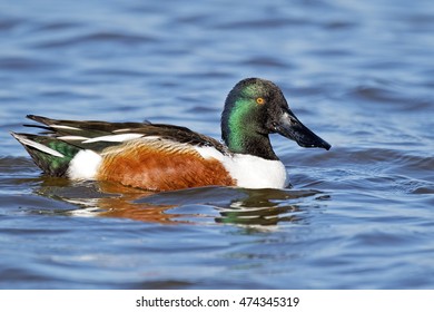 Male Northern Shoveler