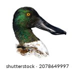 male northern shoveler drake - Spatula clypeata - with green iridescent head, orange eye, wide black bill,  in great detail, showing lamellae on Bill, isolated cutout on white background