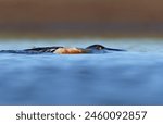 Male Northern Shovelers (Spatula clypeata) secretive swimming under blue water surface for sneak attack 