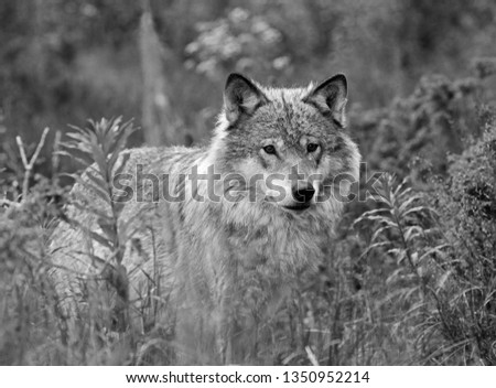 Similar – Wolves in nature Nature