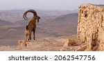 Male Nubian ibex standing on the edge of the world