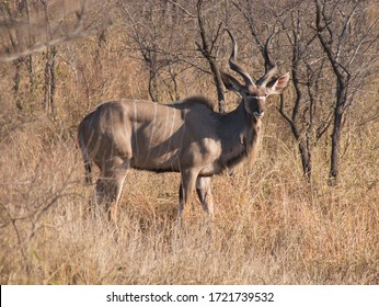 Male nyala in Greater Kruger National Park, South Africa