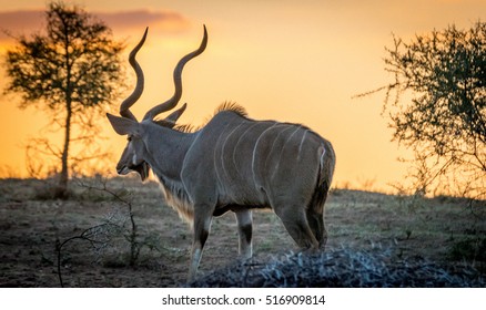 Male Nyala In Kruger National Park At Sunset