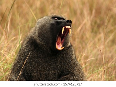 The male Olive Baboon is a large and powerful animal armed with vicious incisors that can inflict serious wounds even on leopards and such threat yawns are well to be heeded