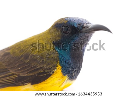 Similar – Beautiful yellow and grey canary