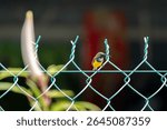 A male Olive-backed Sunbird perched on wire fence or metal net, showcasing its bright yellow plumage and stiking out the tongue in a natural setting. Urban wildlife themes, birds in city.