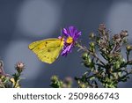 Male Orange Sulphur butterfly or Colias eurytheme on New England Aster with solar panels in the background in the midst of a pollinator garden. 