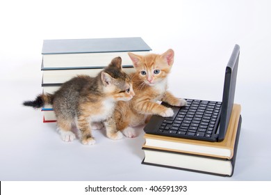 male orange tabby kitten looking at miniature laptop type computer. Female calico tortie sitting behind looking at screen. Piles of books next to and under computer. paw on keyboard. Back to school.