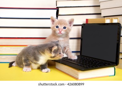 628 Back to school cat Stock Photos, Images & Photography | Shutterstock