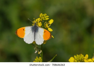 A male Orange tip butterfly (Anthocharis cardamines) resting on an oilseed rape flower, against a blurred natural background, East Yorkshire, UK