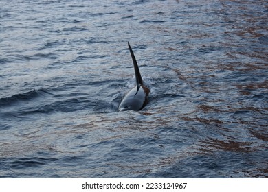 male orca or killer whale, Orcinus orca, encountered off Skjervoy, Norway - Shutterstock ID 2233124967