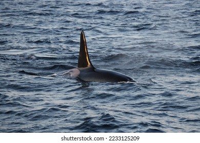 male orca or killer whale, Orcinus orca, encountered off Skjervoy, Norway - Shutterstock ID 2233125209