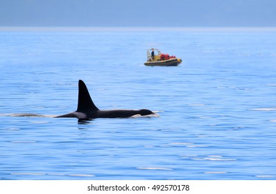 Male Orca Killer whale swimming, with whale watching boat in the background, Victoria, Canada