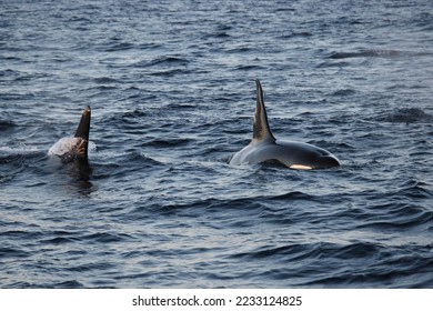 male orcas or killer whales, Orcinus orca, encountered off Skjervoy, Norway - Shutterstock ID 2233124825