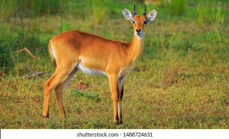 Oribi Images, Stock Photos & Vectors | Shutterstock