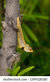 A Male Oriental Garden Lizard With Broken Tail