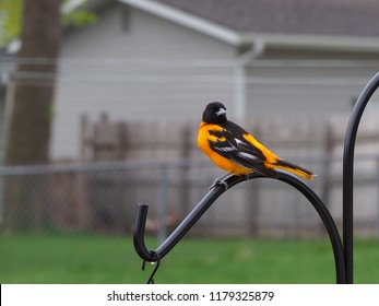 Male Oriole Bird On Shepherds Hook