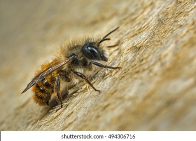A male Osmia bicornis (Osmia rufa) Mason bee.