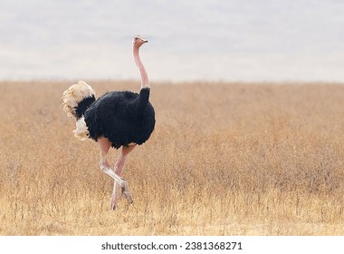 Male Ostrich in africa 4k photo