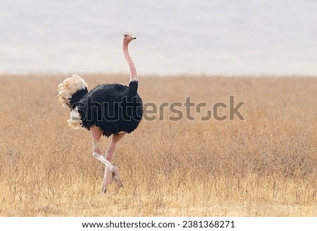 Male Ostrich in africa 4k photo