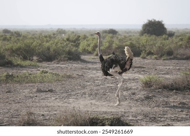 A male ostrich with black and white plumage runs on arid terrain, surrounded by sparse vegetation and distant shrubs. The dry landscape and light dust emphasize its movement. - Powered by Shutterstock