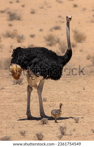 Male ostrich with chick, Kgalagadi Transfrontier Park, Kalahari