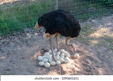 Male Ostrich Joining The Eggs In The Nest