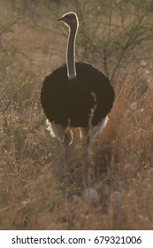 Male Ostrich And Nest With Eggs, Pilansberg National Park, South Africa