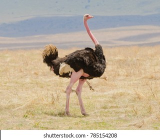 Male Ostrich in the Ngorongoro