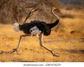 A male ostrich running in the savannah.