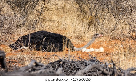 A Male Ostrich Sitting Next To A Nest Of Eggs In Southern African Savanna