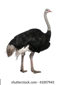 Male ostrich, Struthio camelus standing in front of a white background, studio shot