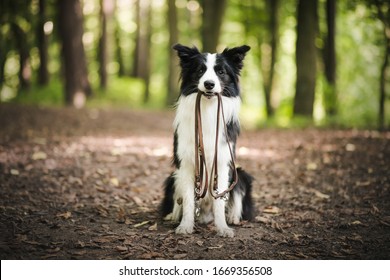 Male owner putting on leash on the dog outdoor. Happy young border collie in the forest.
