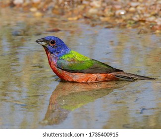 Male Painted Bunting casting a reflection in the water.