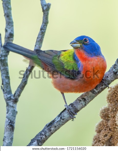 Male Painted Bunting Looking Right Over Its\
Shoulder As It Rests on\
Branch