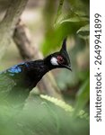 The male Palawan Peacock-Pheasant is a striking bird native to the Philippines. It has iridescent blue-green plumage, bold eye-spots on its tail, and a distinctive crest used in courtship displays.