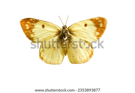 Male pale Clouded Yellow butterfly (Colias hyale) isolated on white background. Object with clipping path.