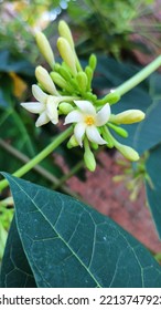 Male Papaya Flower Hd Closeup