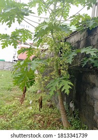 Male papaya trees are fruitless and the flowers are very long.