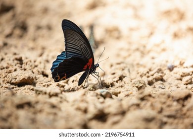 Male of Papilio memnon or The Great Mormon while sucking mineral salt in sandy soil from Pang Sida National Park, Sa Kaeo Province, Thailand. - Shutterstock ID 2196754911